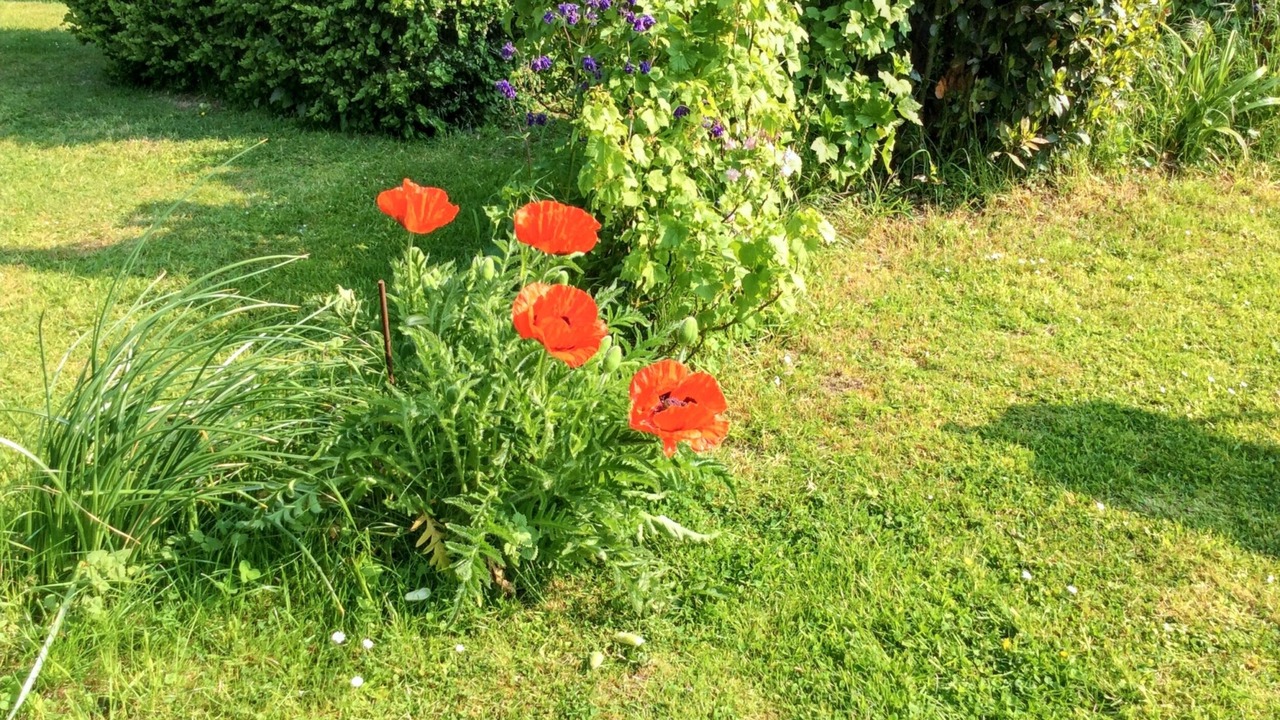 Photo of Outdoor in Mailly-Maillet