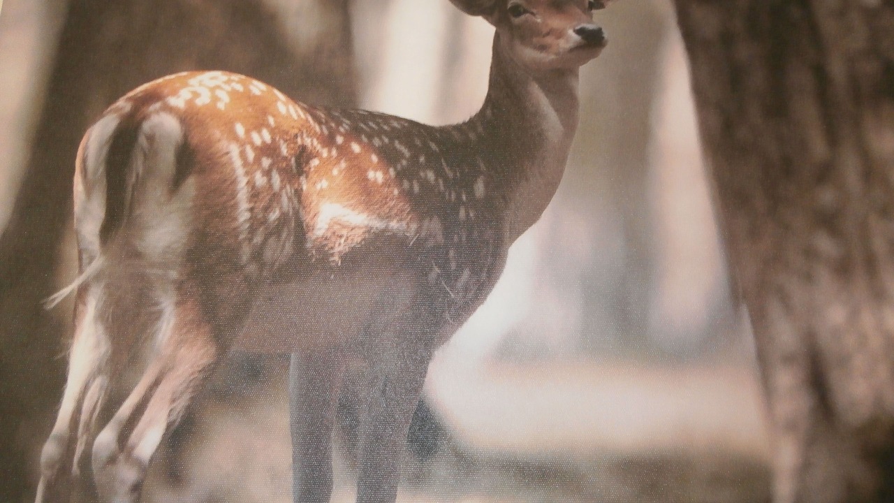 Photo of Others in Saint-Maurice-sur-Moselle