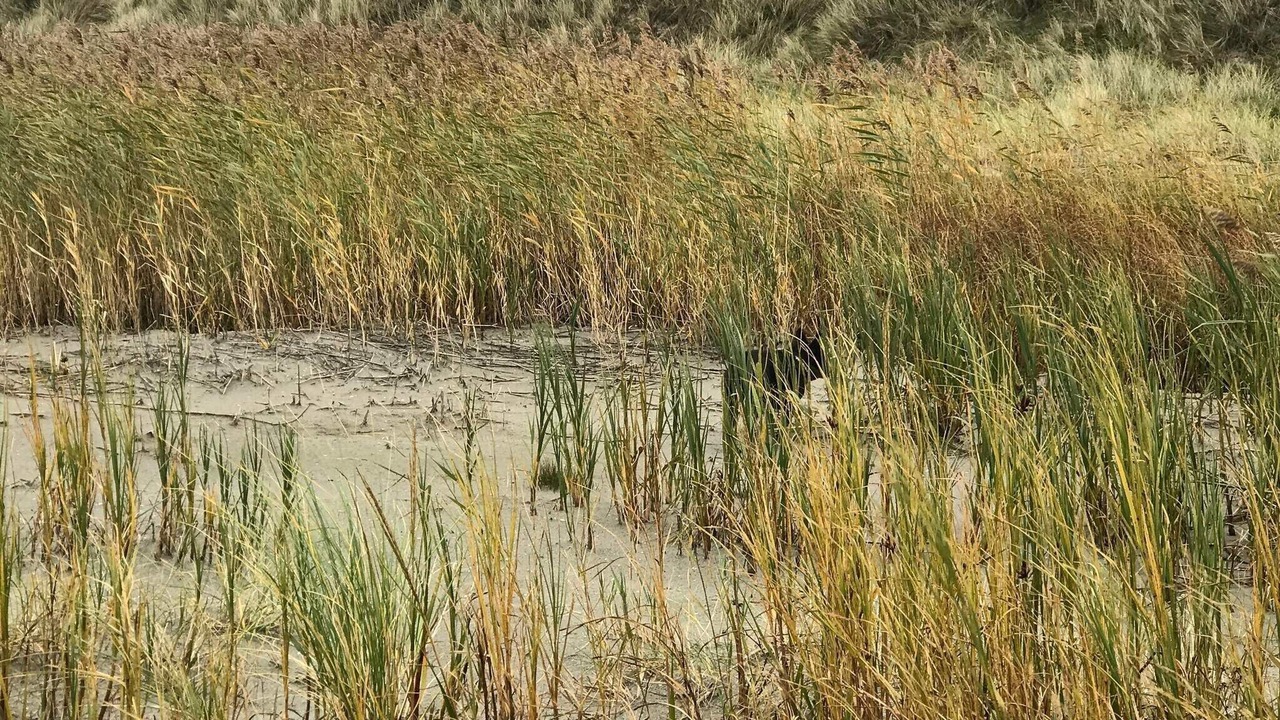 Photo of Others in Læsø