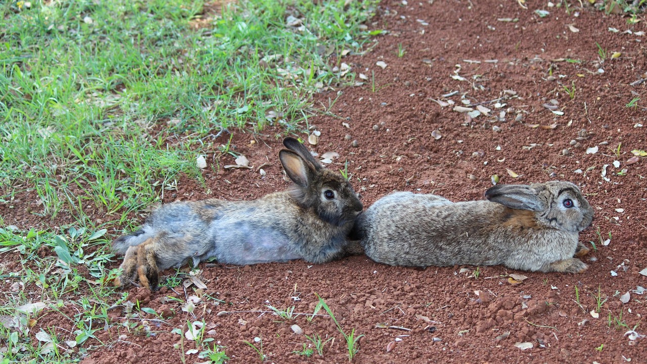 Photo of Outdoor in Rovinj