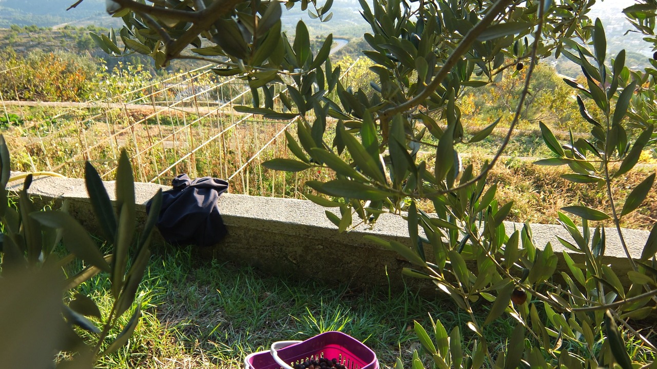 Photo of Outdoor in Klis