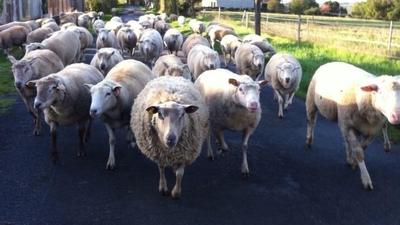 Photo of Outdoor in Saint-Paul-Lizonne