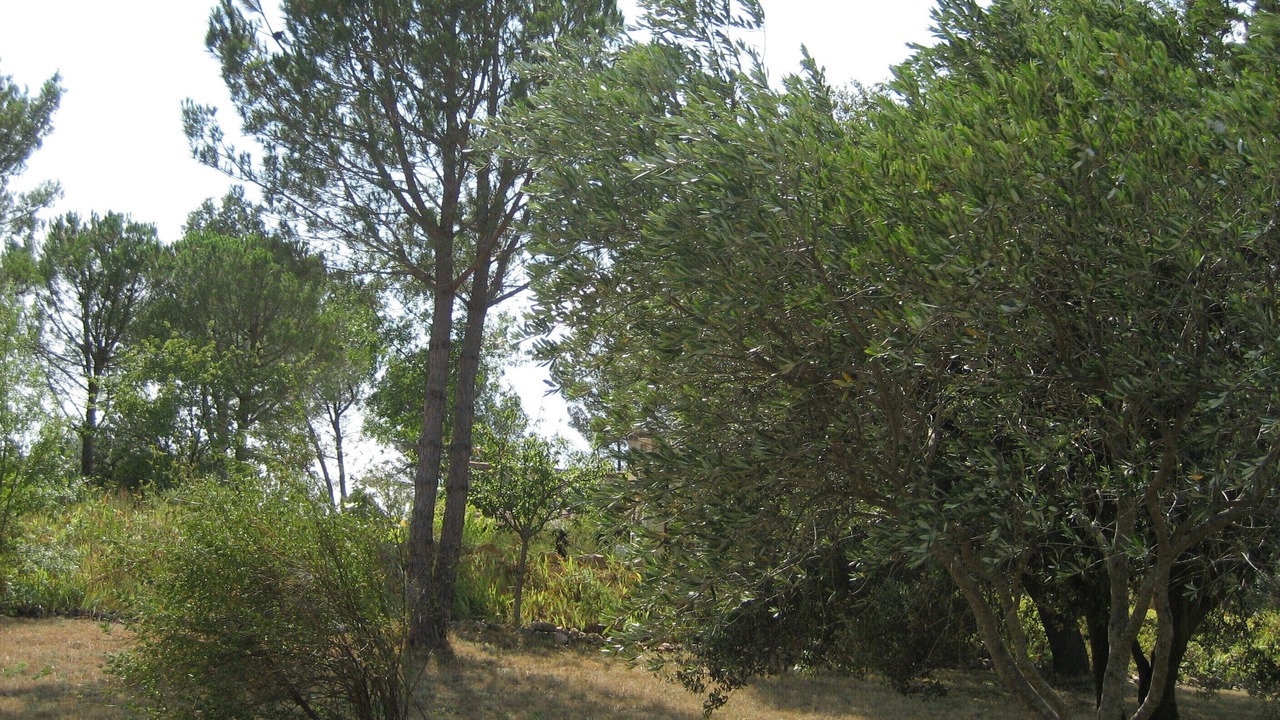 Photo of Outdoor in Ribaute