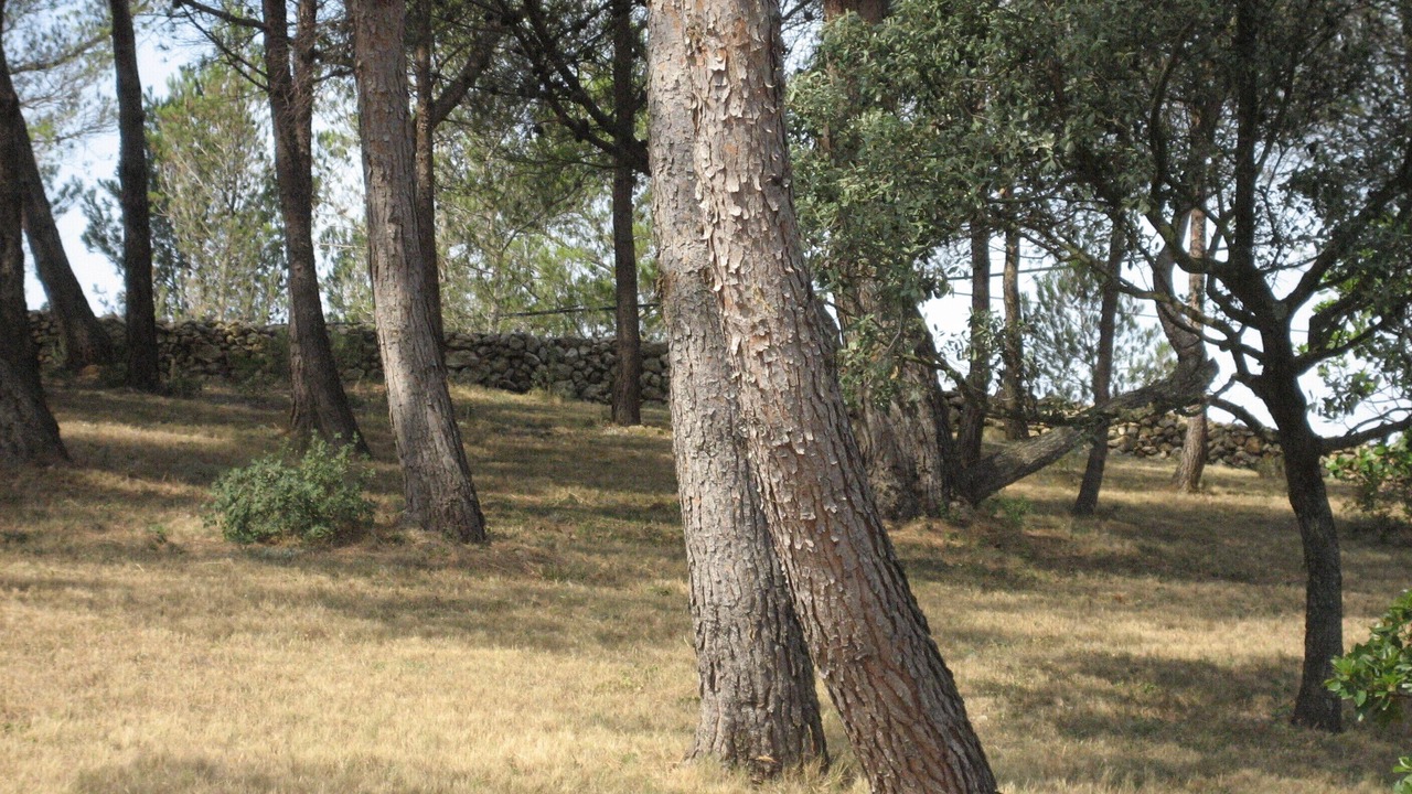 Photo of Outdoor in Ribaute