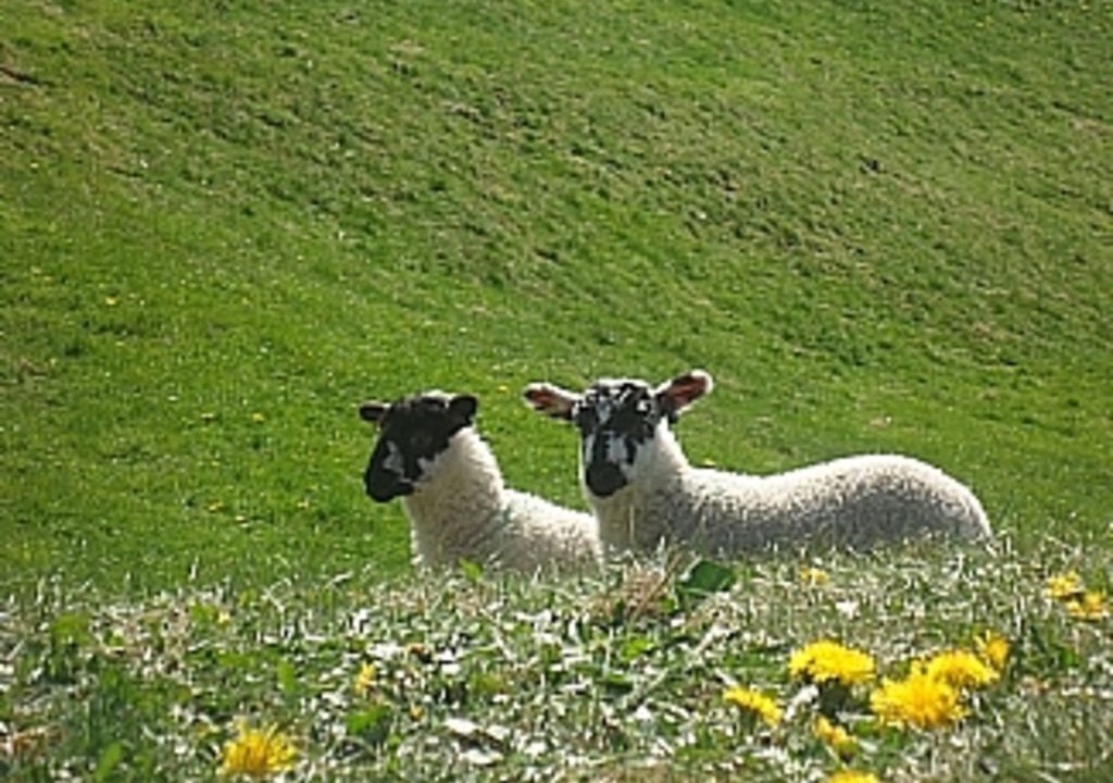 Photo of Others in Leyburn