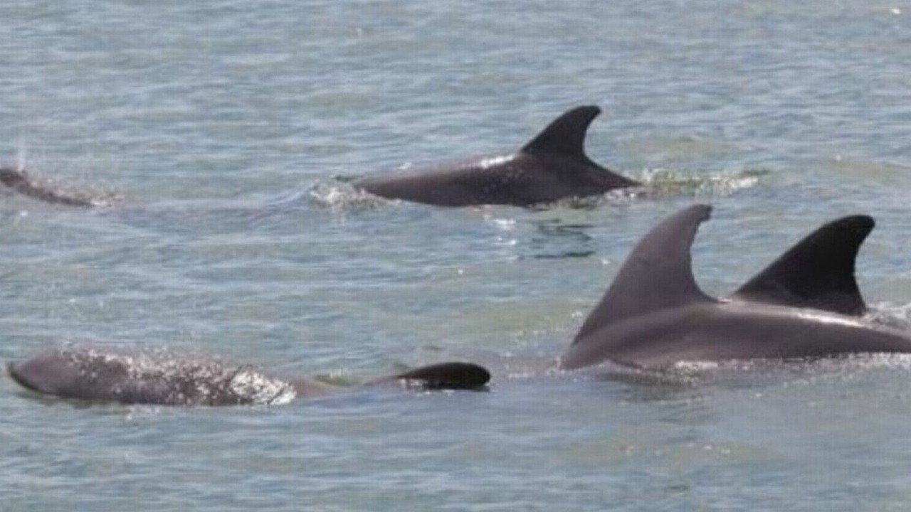 Photo of Others in Indian Rocks Beach