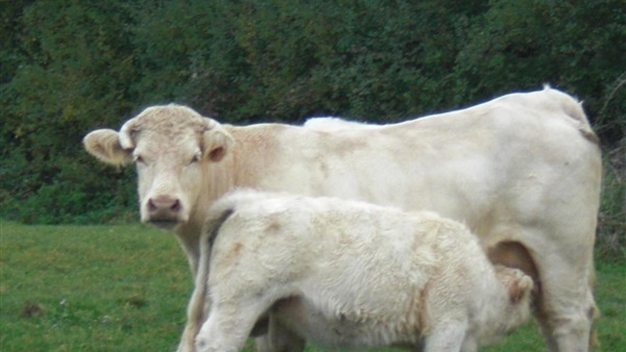 Photo of Outdoor in Chenay-le-Chatel