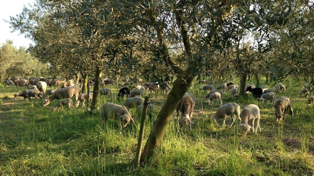 Photo of Others in Tarascon