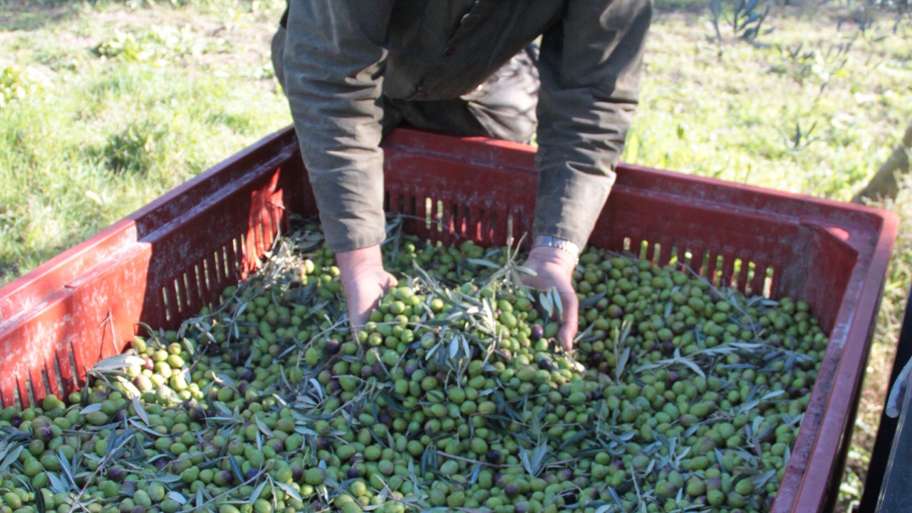 Photo of Others in Tarascon