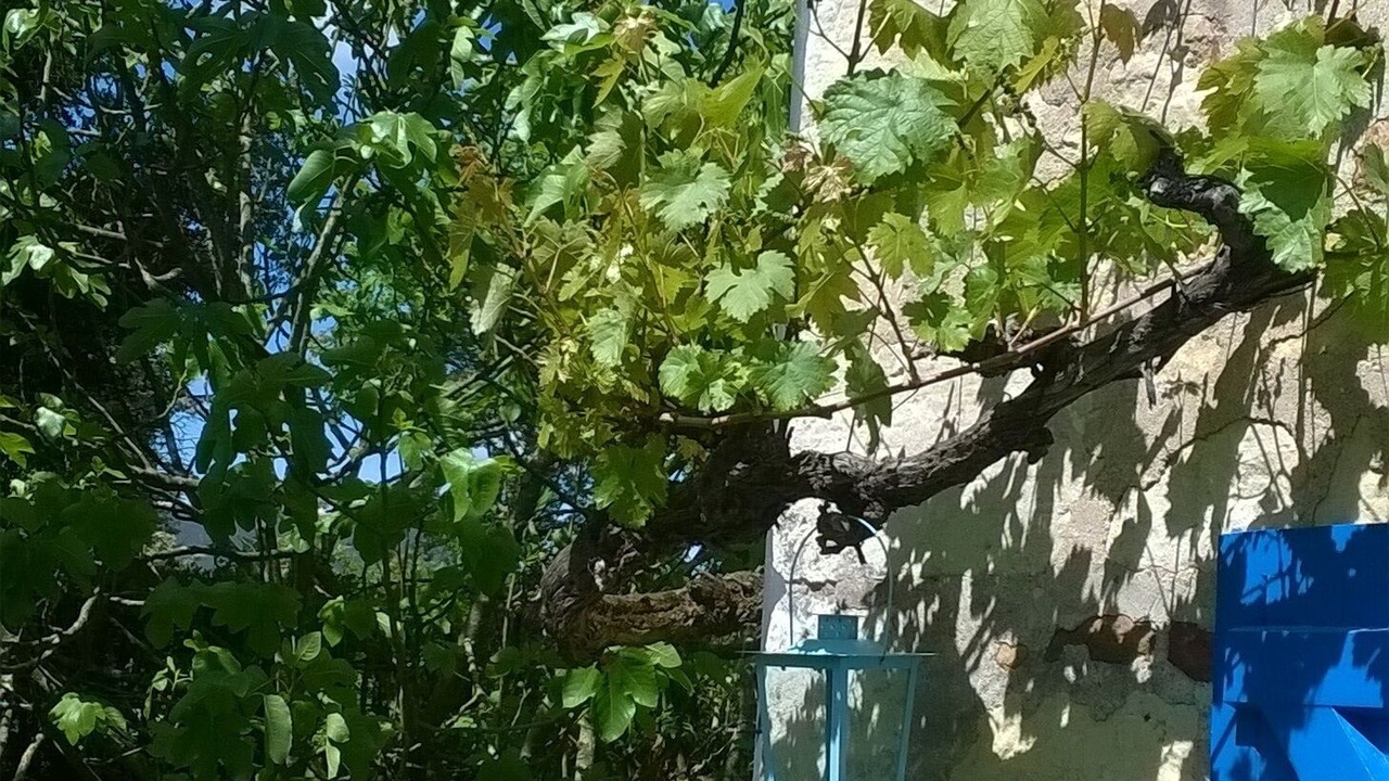 Photo of Outdoor in Doue-la-Fontaine