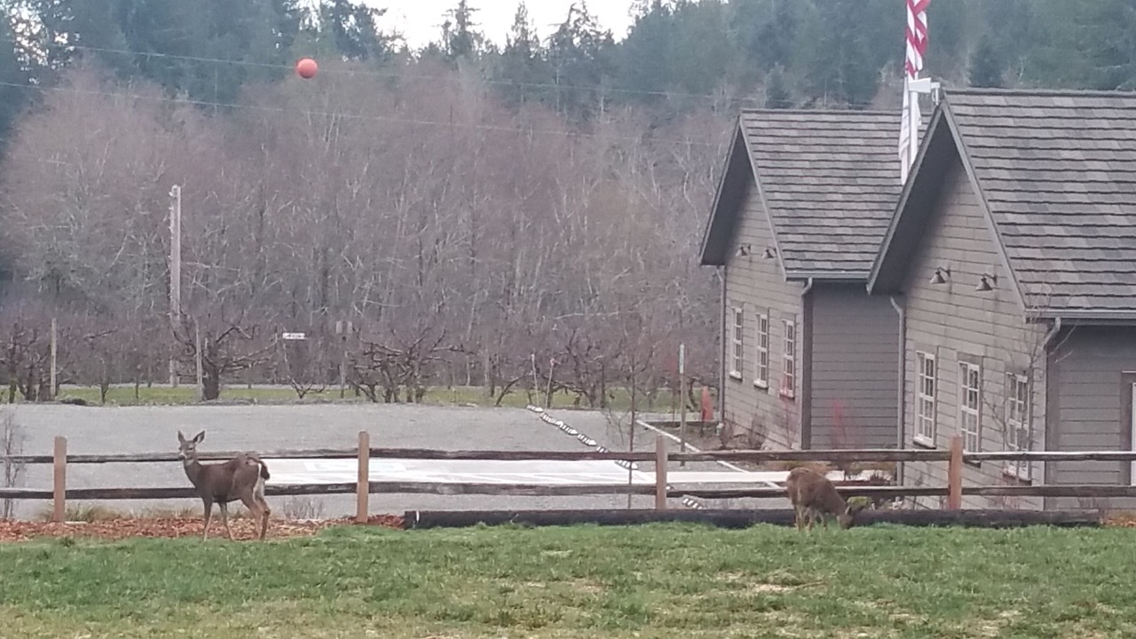 Photo of Outdoor in Anderson Island