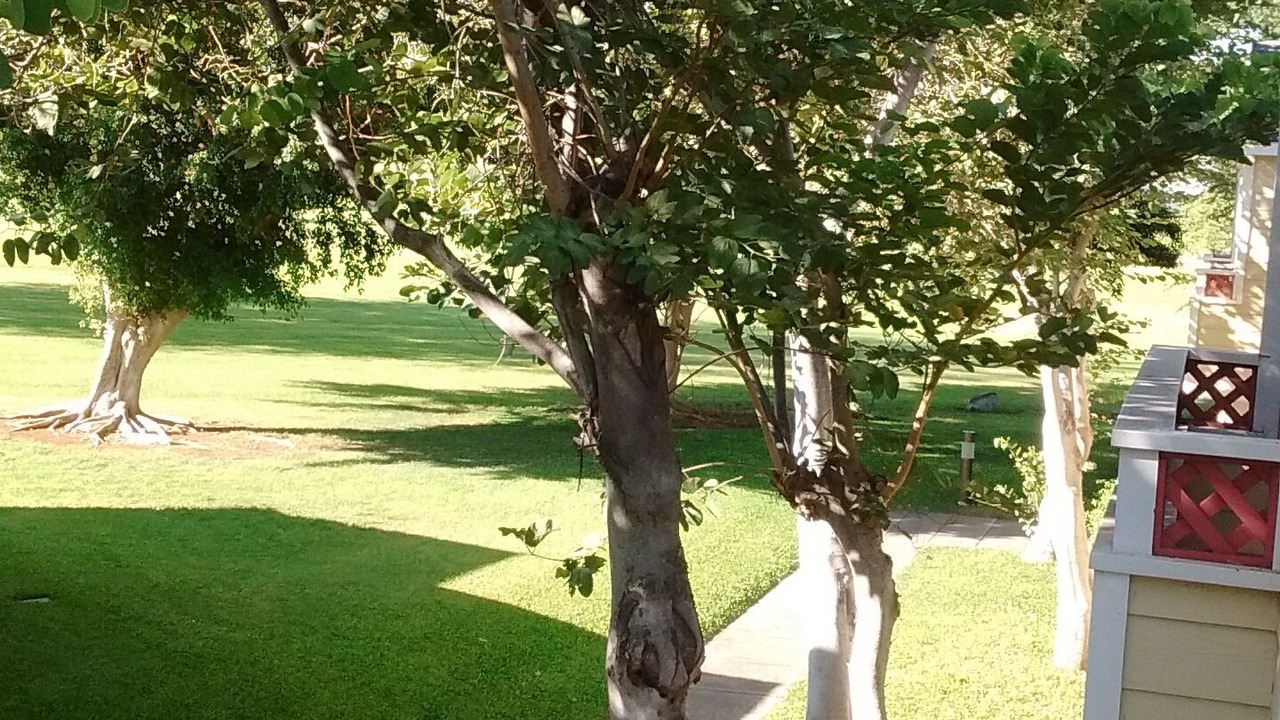 Photo of Others in Waikoloa Village