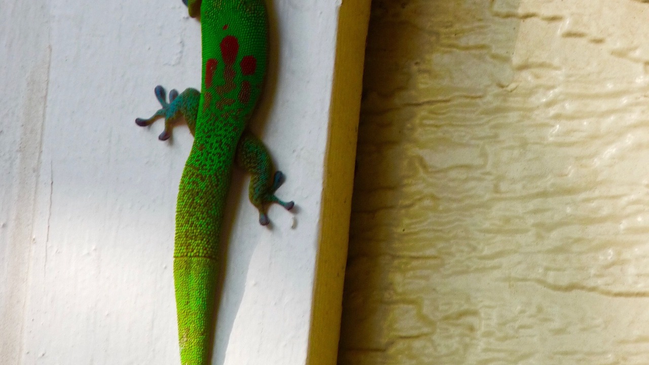 Photo of Outdoor in Waikoloa Village