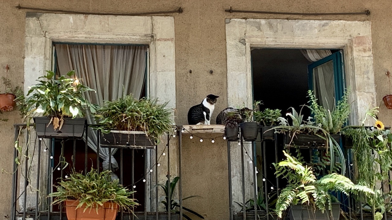 Photo of Patio Balcony in El Born