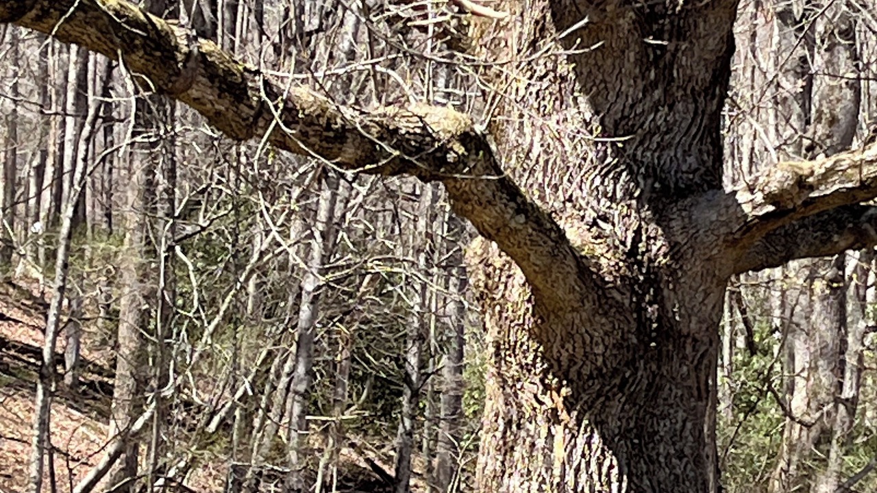 Photo of Others in Vesta