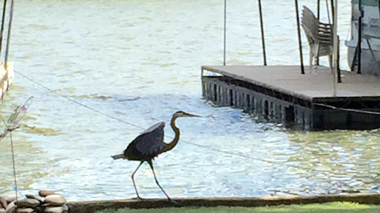 Photo of Others in Cartwright Cove