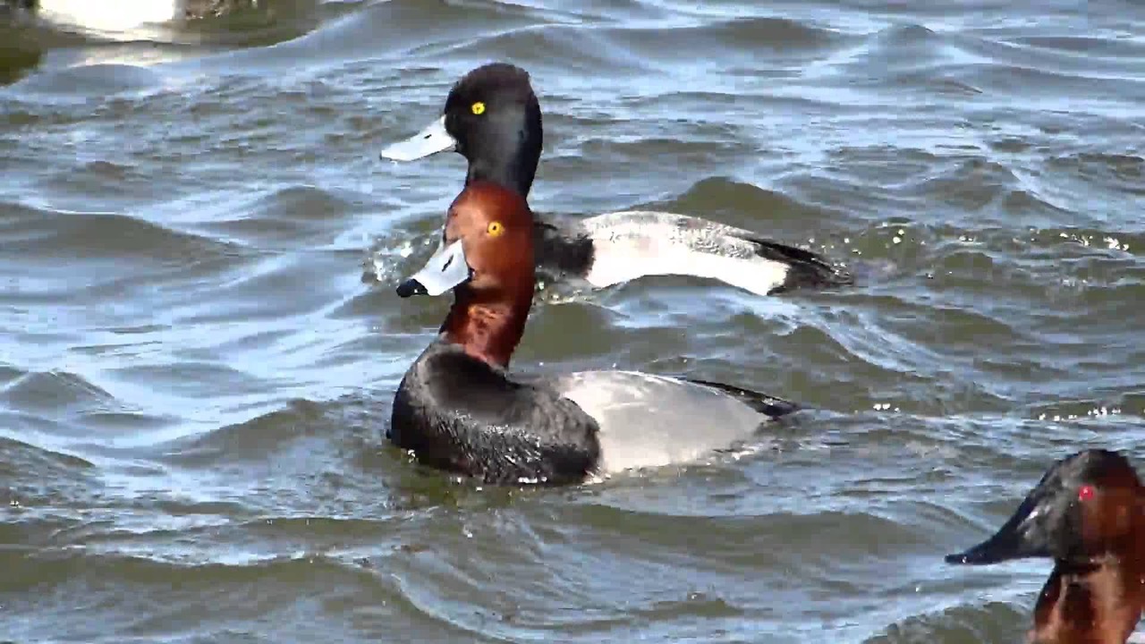 Photo of Others in Trappe