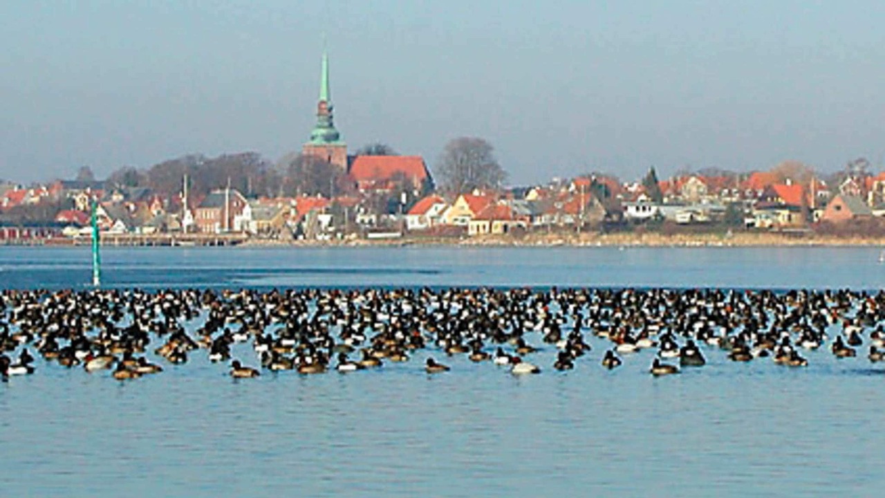 Photo of Others in Nysted