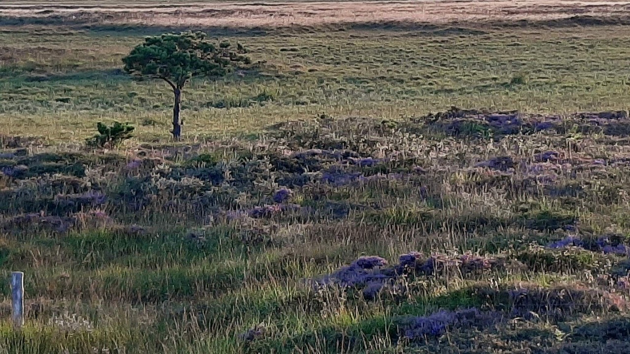 Photo of Others in Sønderstrand