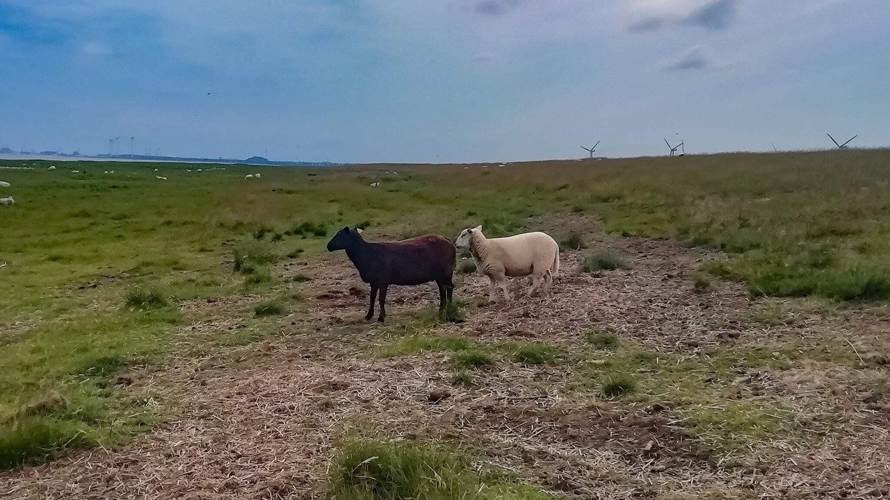 Photo of Others in Bramming