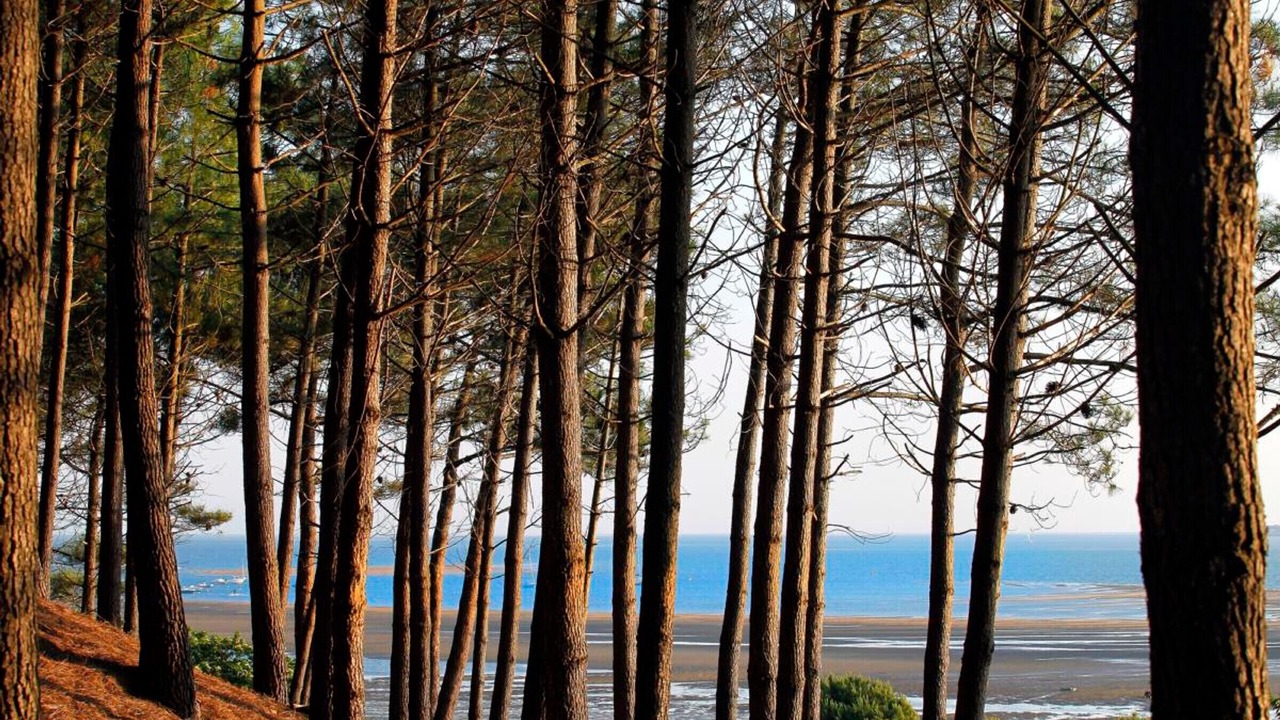 Photo of Others in Arcachon