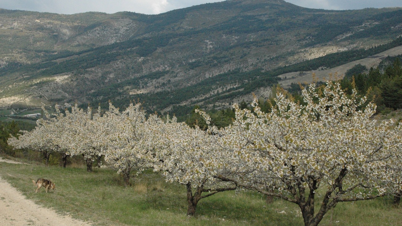Photo of Outdoor in Montauban-sur-l'Ouveze