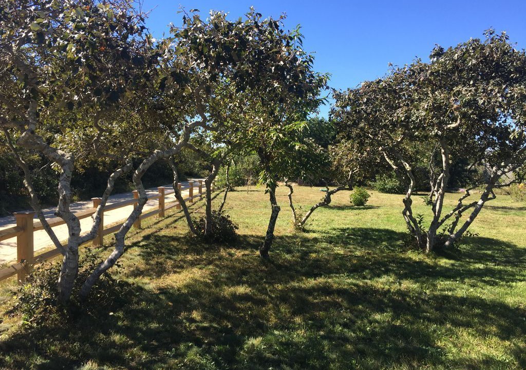 Photo of Others in Edgartown