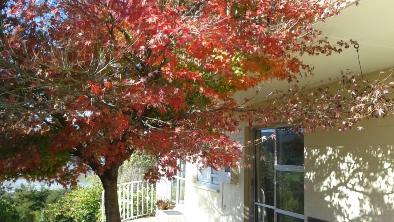 Photo of Others in Coromandel