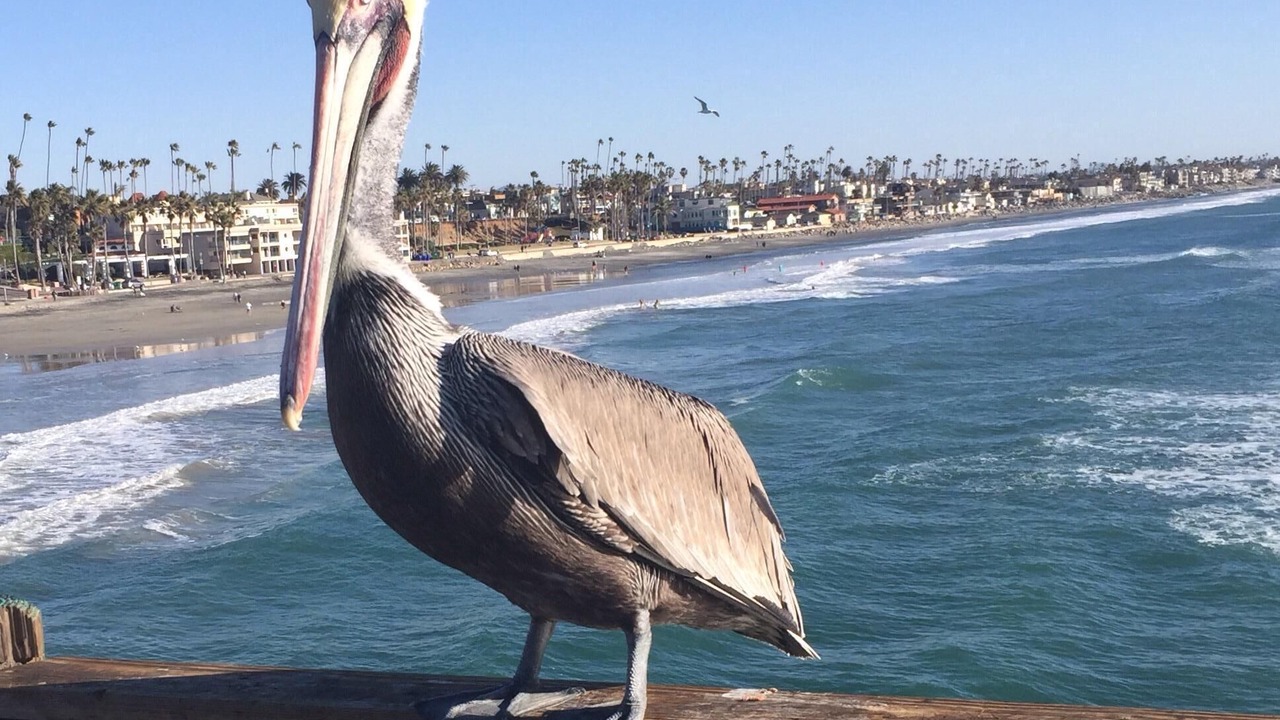 Photo of Others in Oceanside