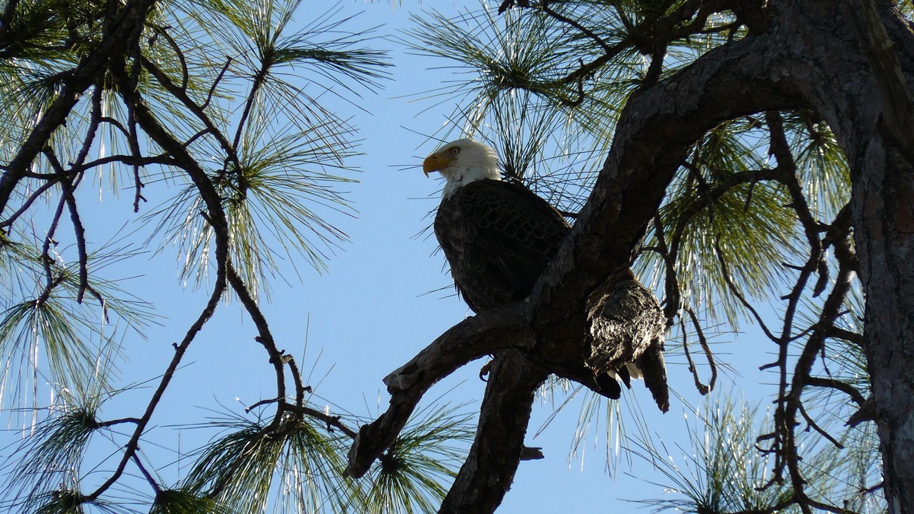 Photo of Others in Caloosahatchee