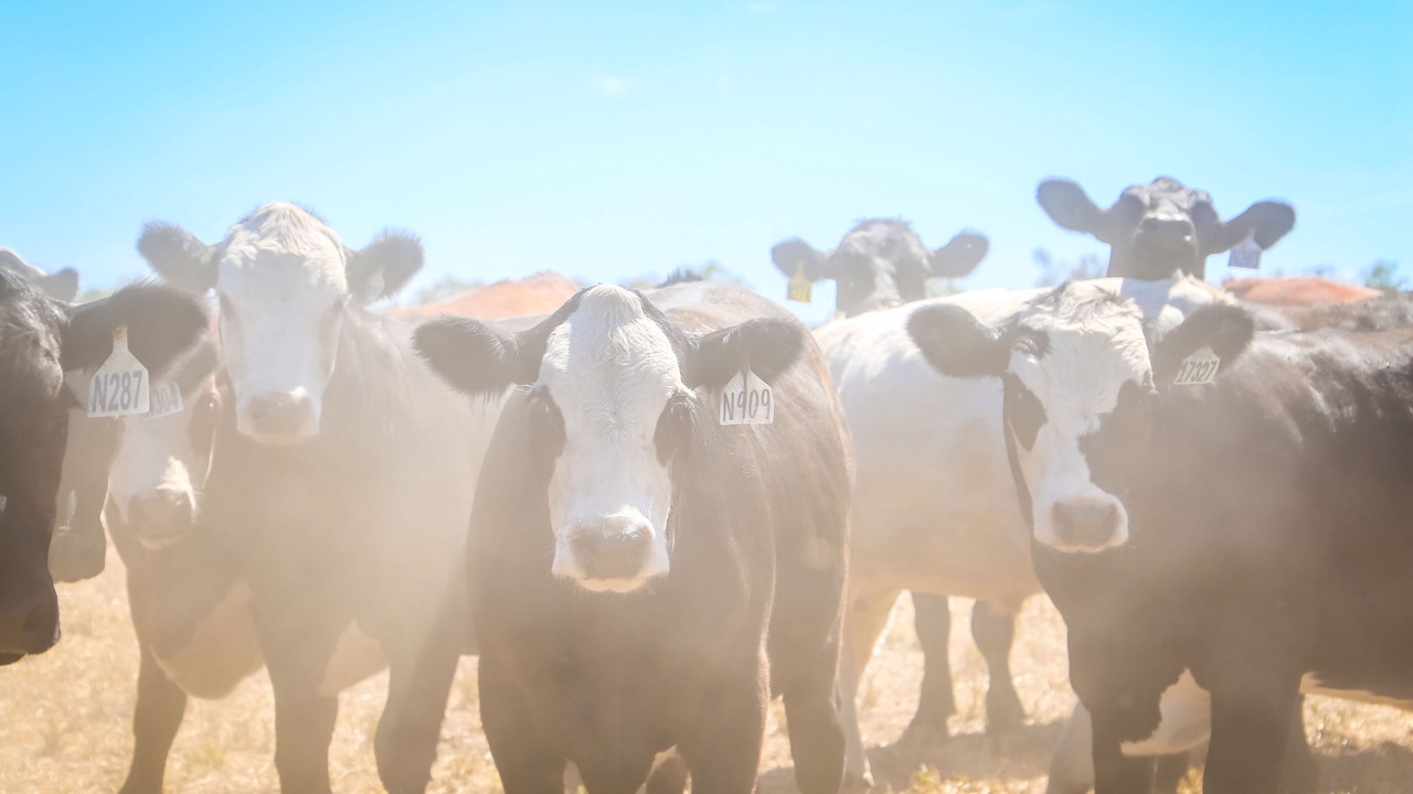 Photo of Others in Meadow Creek