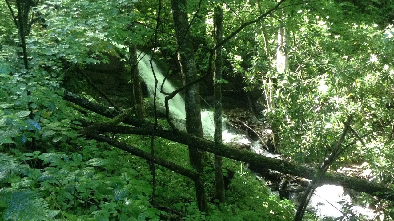 Photo of Others in Roan Mountain