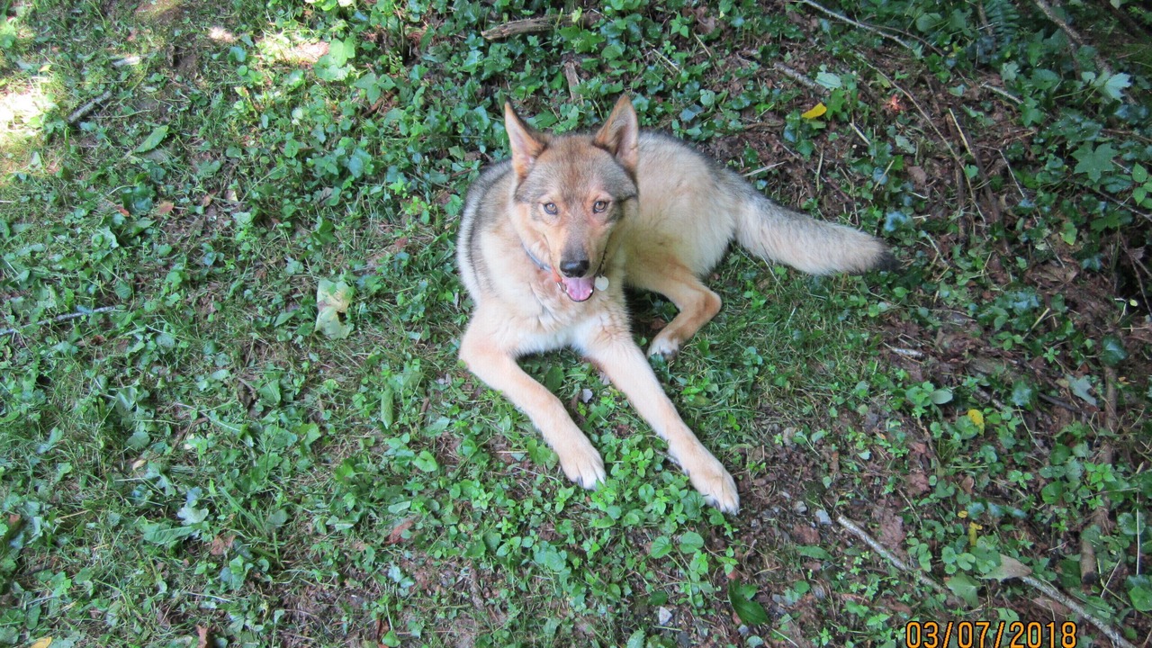 Photo of Others in Roan Mountain