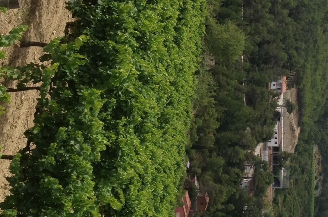 Photo of Outdoor in Pontons