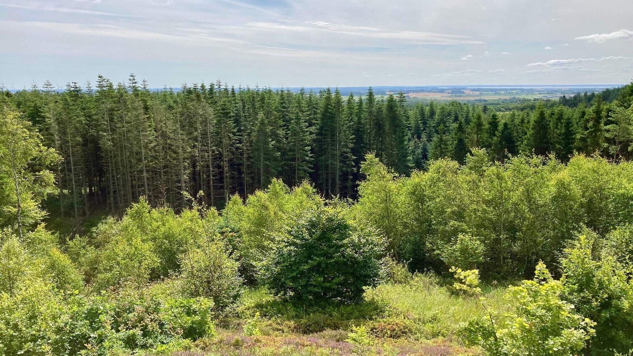 Photo of Others in Tranum