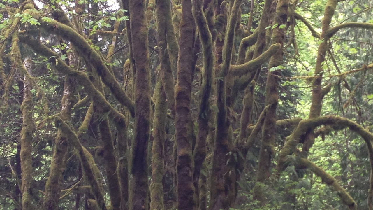 Photo of Outdoor in Shelton