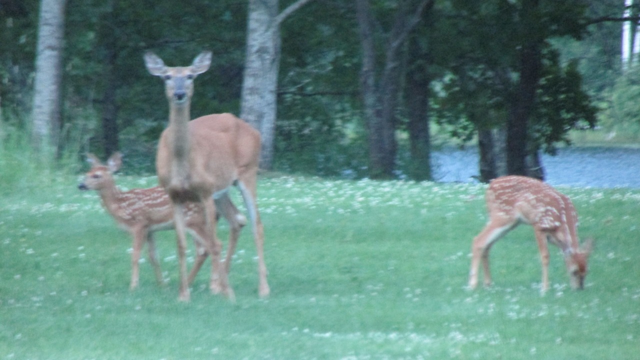 Photo of Others in Longville