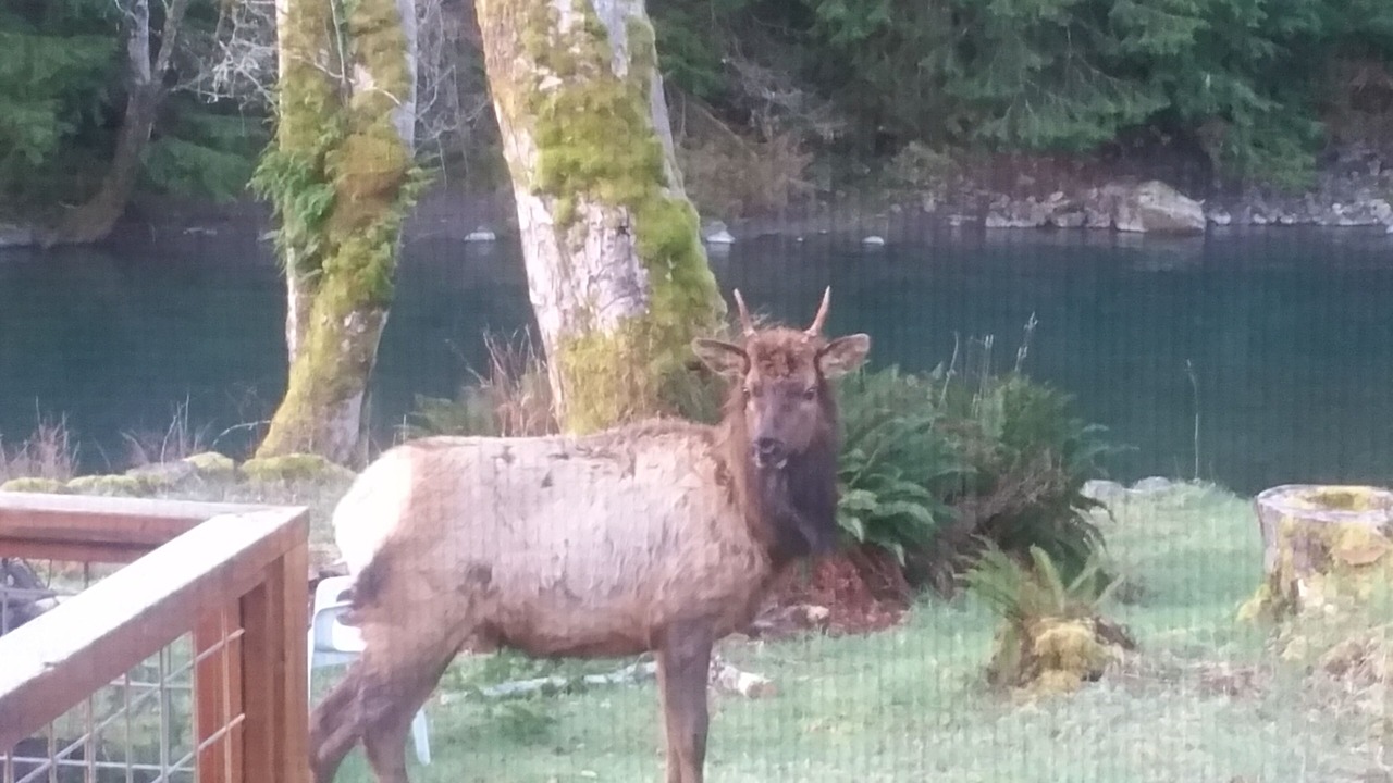 Photo of Outdoor in Port Angeles