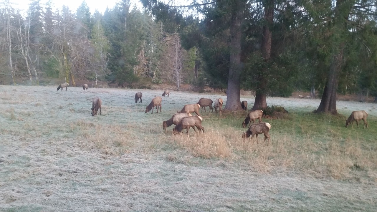 Photo of Others in Port Angeles