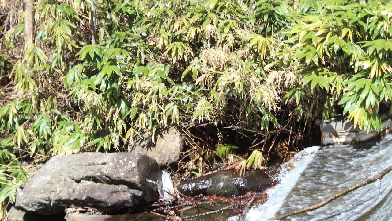 Photo of Outdoor in Montreat