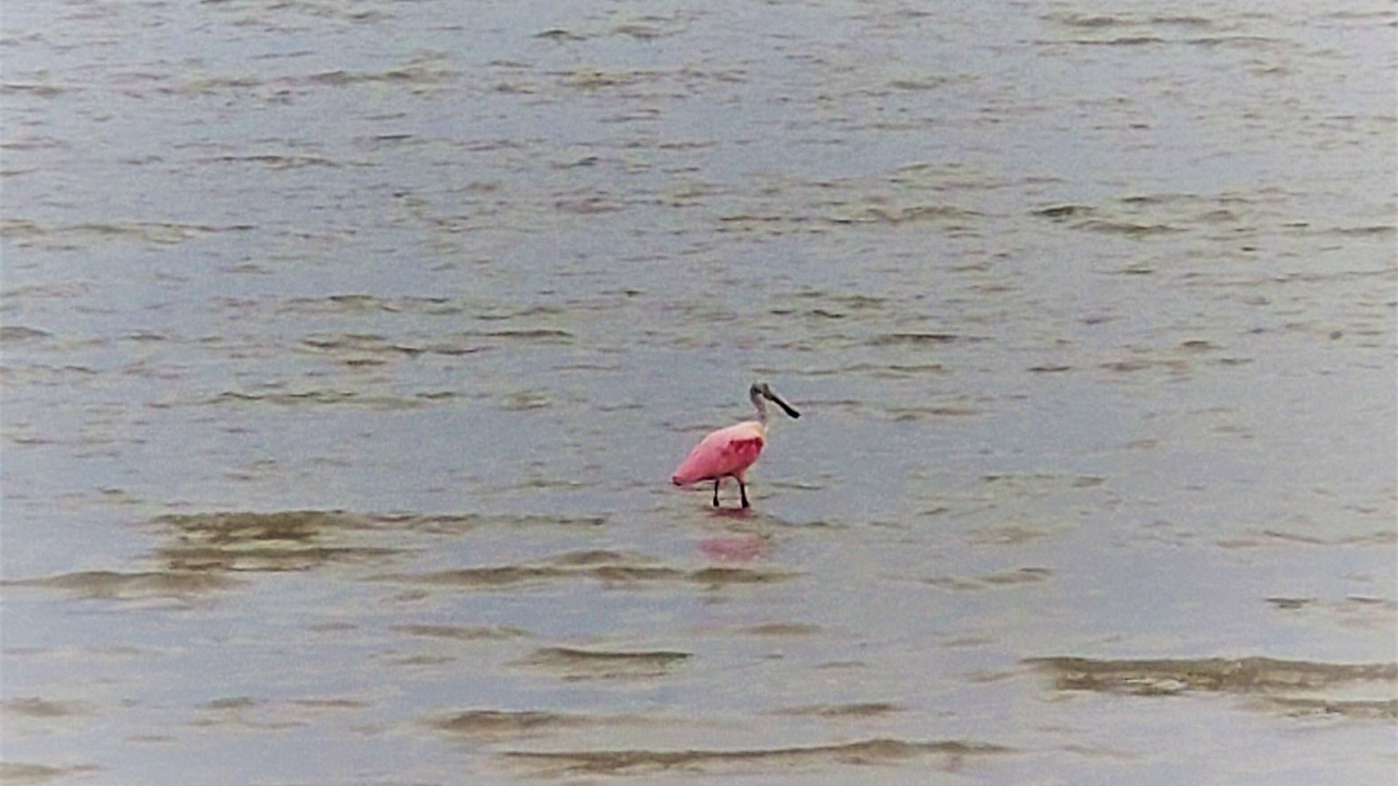 Photo of Others in Long Mott