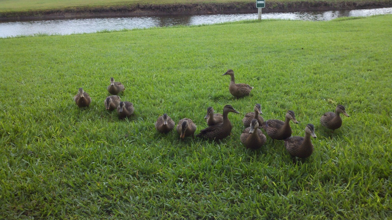 Photo of Others in Sawgrass