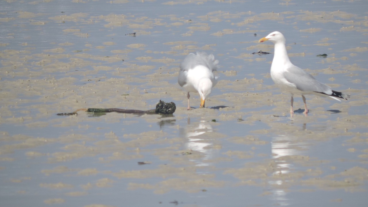 Photo of Others in Ploudalmezeau