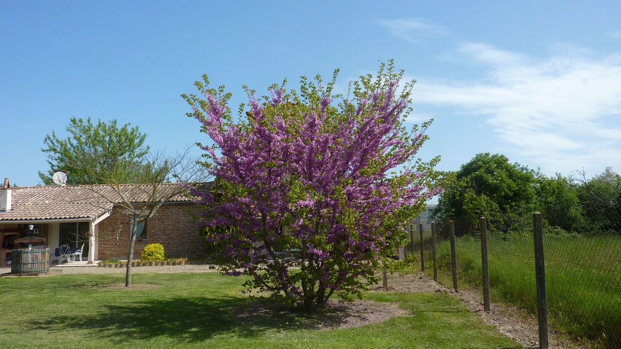 Photo of Outdoor in Castelferrus