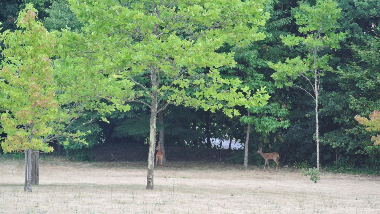 Photo of Others in Francueil