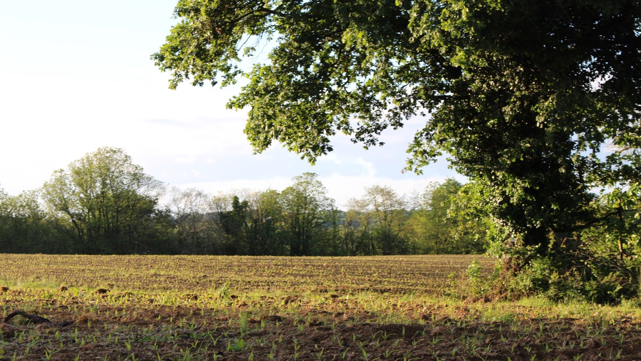 Photo of Outdoor in Geaune