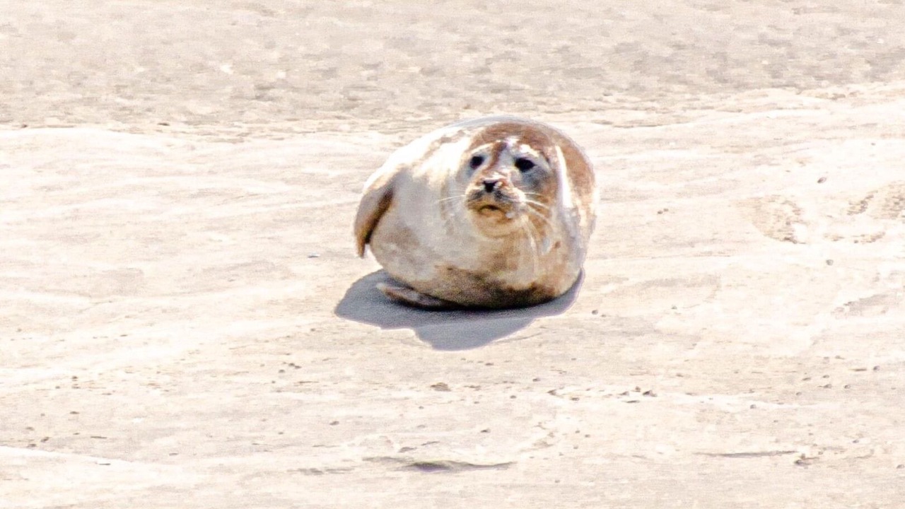 Photo of Others in Berck-sur-Mer