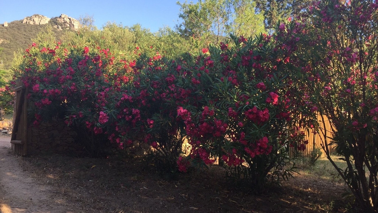 Photo of Outdoor in Figari