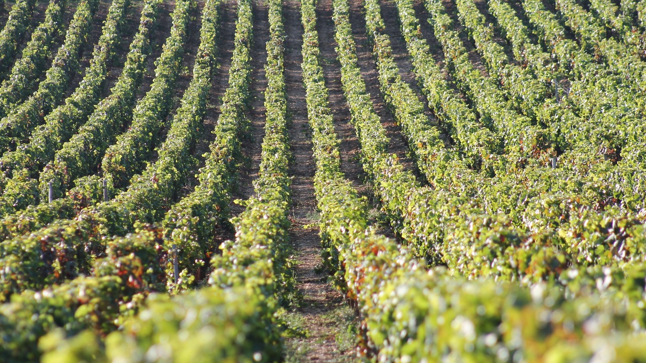 Photo of Outdoor in Mercurey