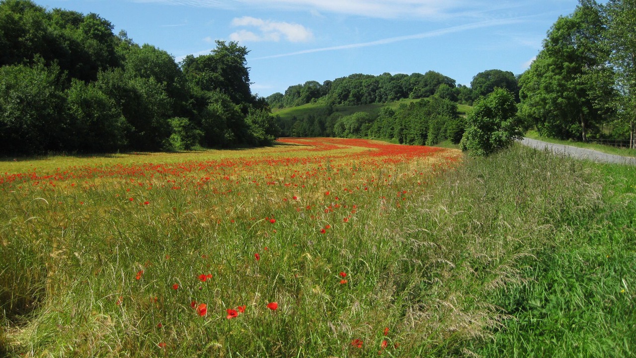 Photo of Outdoor in Millebosc